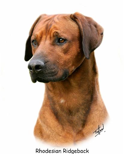 Rhodesian Ridgeback 9Y338D-039.jpg